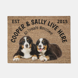 Felpudo Dos perros montañeses de Bernese que adoran perros