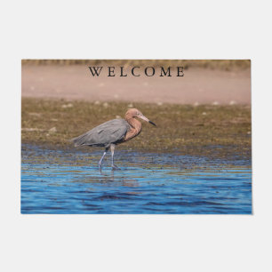Felpudo Egret Reddish en North Beach