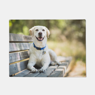 Felpudo El Labrador Amarillo Está En El Banco