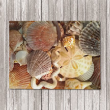 El tema de la playa de Seashells Sand Dollar
