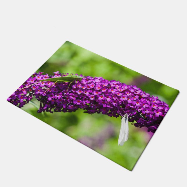 Felpudo energía katydid (Angular)