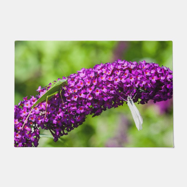 Felpudo energía katydid (Anverso)