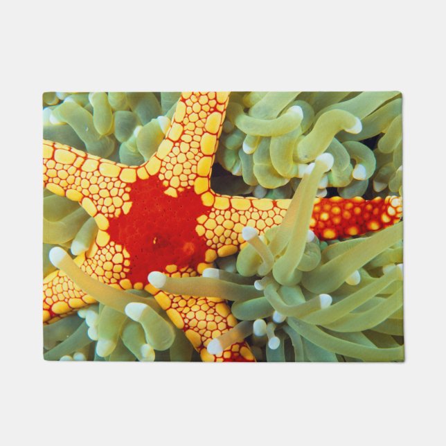 Felpudo Estrella de mar roja y amarilla (Anverso)