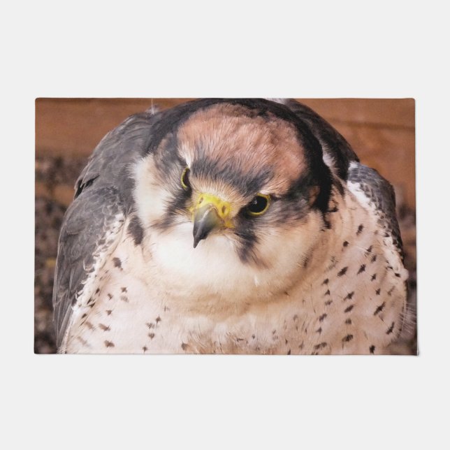 FELPUDO FALCON BIRD DE PREY (Anverso)
