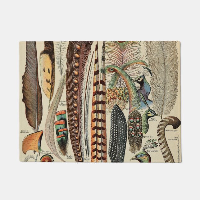 Felpudo Feather Bird Wildlife Antigüedades Feathers (Anverso)