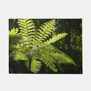 Felpudo Fern arbolado en la selva tropical
