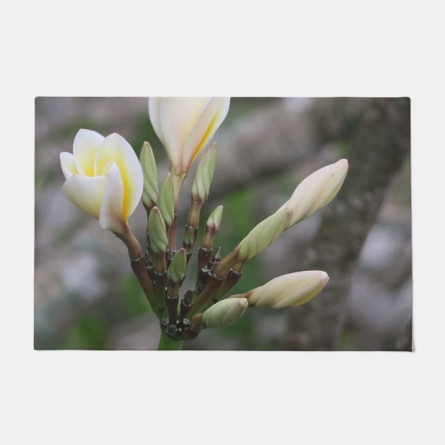 Felpudo flor, jardín, verano, naturaleza, buganvillas, (Anverso)