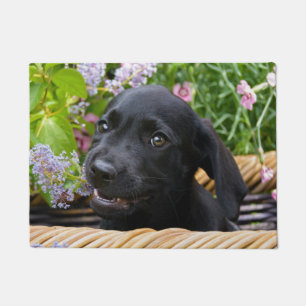 Felpudo Foto negra linda del mascota del perrito del perro