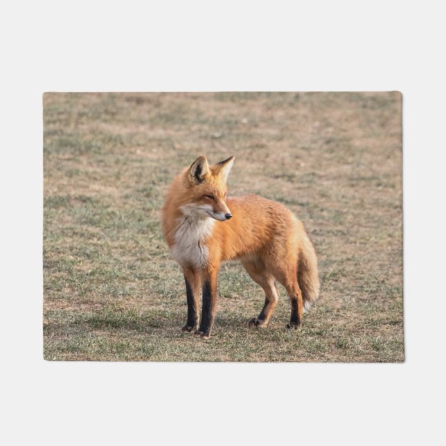 Felpudo Fox rojo en un campo (Anverso)