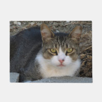 Gato de Tabby con Doormat de ojos verdes