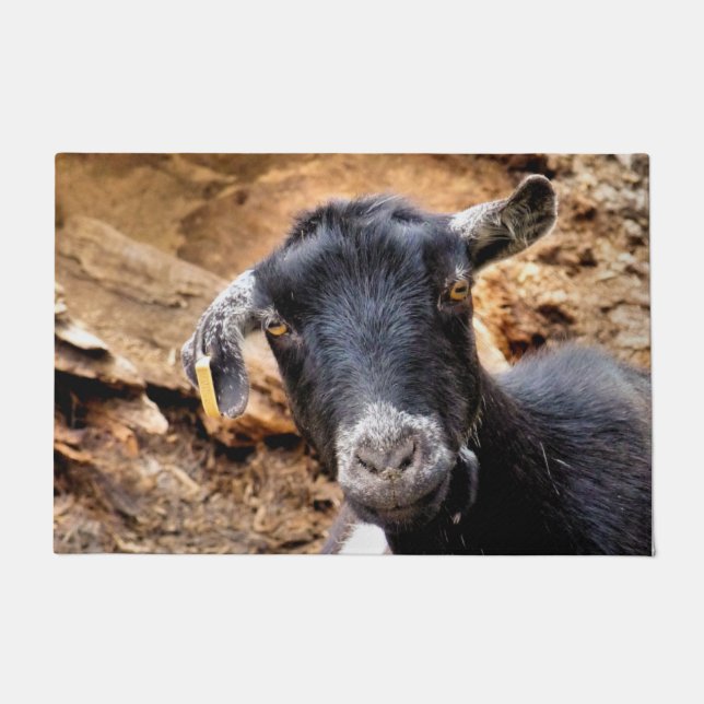 FELPUDO GOAT (Anverso)