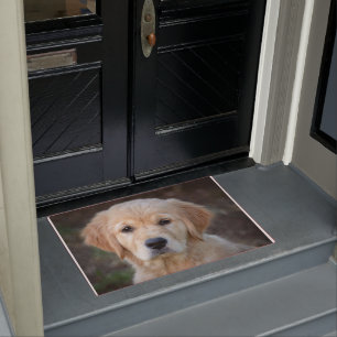 Felpudo Golden Retriever Puppy