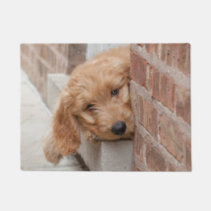 Felpudo Goldendoodle cachorro picado