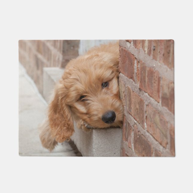 Felpudo Goldendoodle cachorro picado (Anverso)