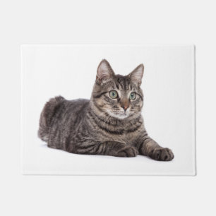 Felpudo Gray Tabby Cat