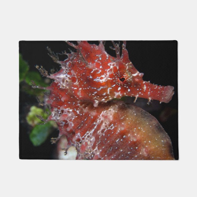 Felpudo Hembra Begur del potro del Seahorse el | (Anverso)
