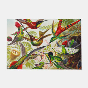 Felpudo Hummingbirds por Ernst Haeckel