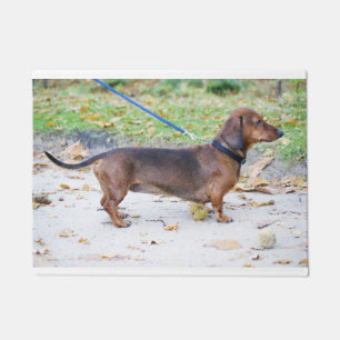 Felpudo jabalí dachshund lleno