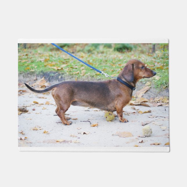Felpudo jabalí dachshund lleno (Anverso)