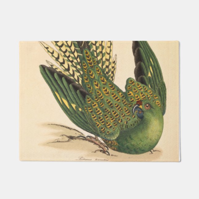 Felpudo James Sowerby Ground Parrot, Psittacus terrestres (Anverso)