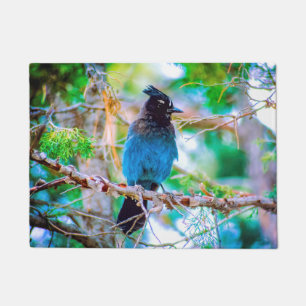 Felpudo Jay de Steller - Fotografía original