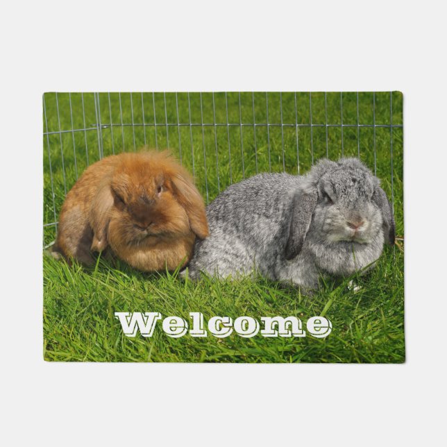 Felpudo Lionhead Holland Mini Conejo Conejo Conejo Conejo  (Anverso)
