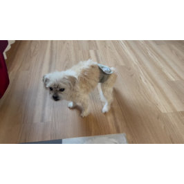 Felpudo Malshi Funny Guard Doormat Large