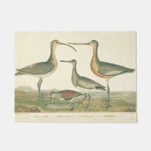 Felpudo Marsh Bird Curlew Snipe Birding