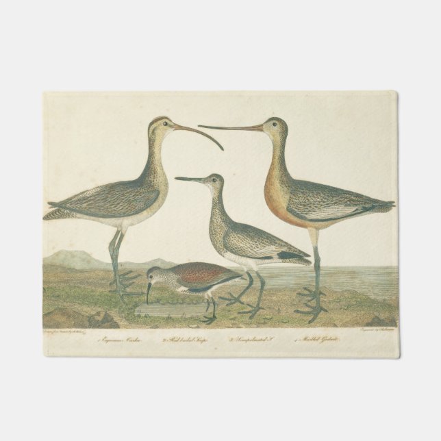 Felpudo Marsh Bird Curlew Snipe Birding (Anverso)