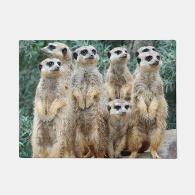 Felpudo Meerkat 006 (Anverso)