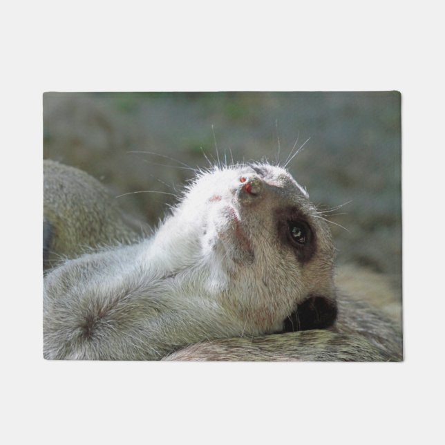 Felpudo Meerkat 024 (Anverso)