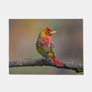 Felpudo Moldura de Tanager de escarlata - Fotografía origi