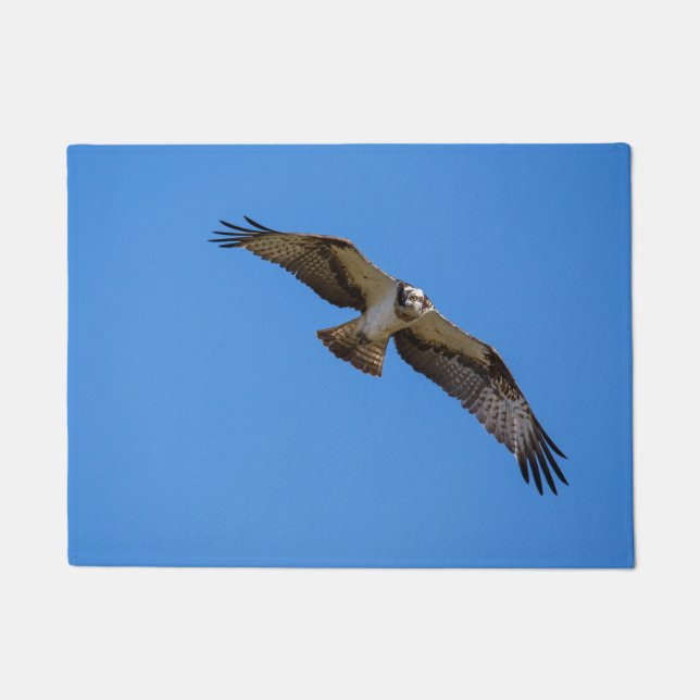 Felpudo Osprey del vuelo con una blanco en vista (Anverso)