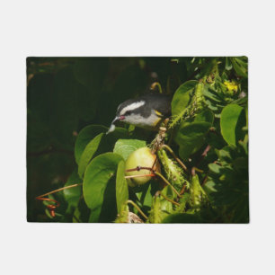 Felpudo Pájaro Mielero Comiendo Fotografía Tropical