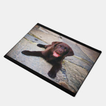 Perro de laboratorio de chocolate