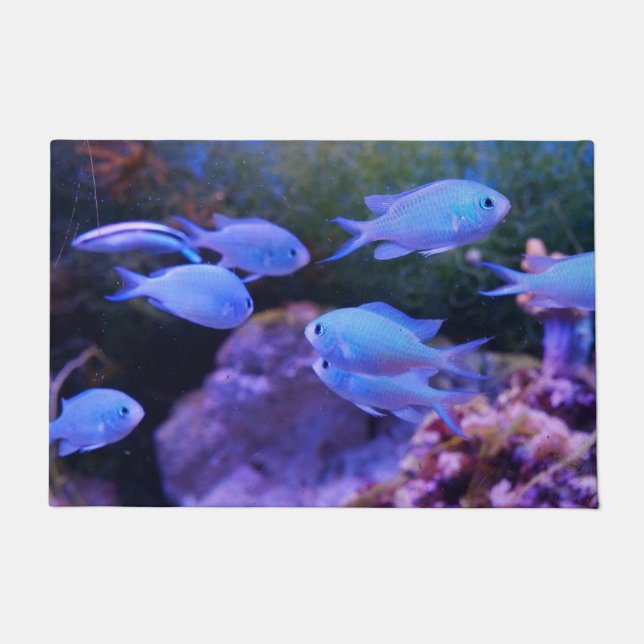 Felpudo Pescado azul tropical (Anverso)