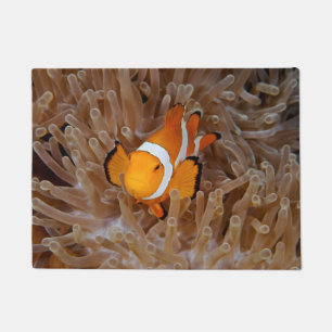 Felpudo Pez payaso - Molokai, North Shore Cliff