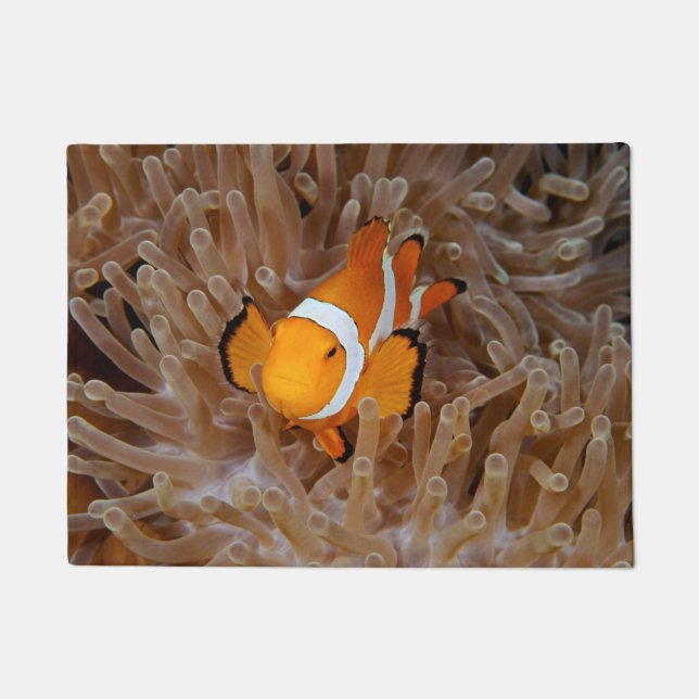 Felpudo Pez payaso - Molokai, North Shore Cliff (Anverso)