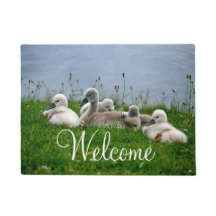 Recepción linda de los bebés del cisne