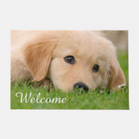 Recepción linda del mascota del perro de los