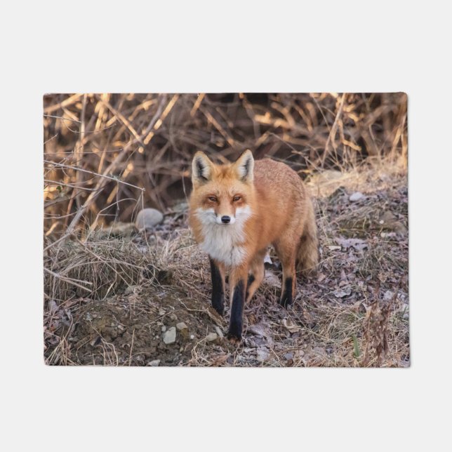 Felpudo Red Fox cerca y personal (Anverso)