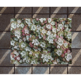 Felpudo Sedum Spathulifolium Suculum Succuloral