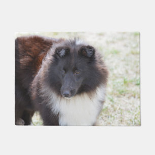 Felpudo Sheltie adorable