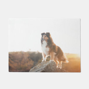 Felpudo Sheltie en el protectng del acantilado oído