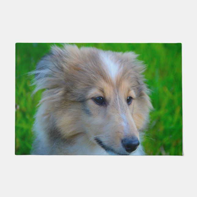 Felpudo Shetland Sheepdog. (Anverso)