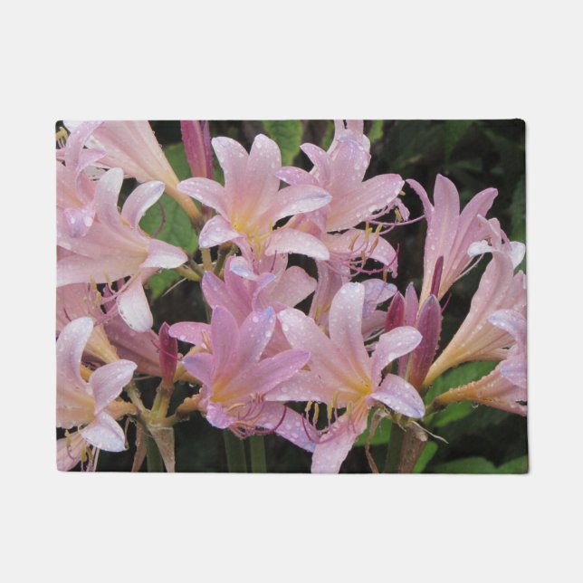 Felpudo Sorpresa levanta tras la lluvia (Anverso)