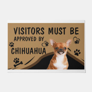 Felpudo Springer Chihuahua debe aprobar al visitante