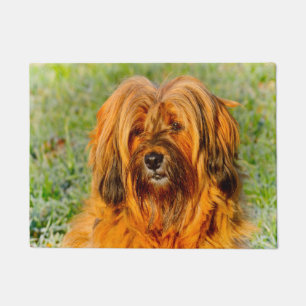 Felpudo Terrier Tibetano