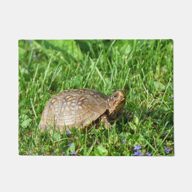 Felpudo Tortuga de caja (Anverso)