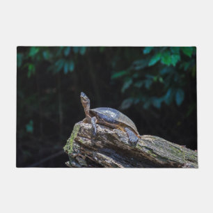 Felpudo Tortuga tomando sol en Tortuguero - Costa Rica